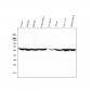 Anti-PTBP1 Antibody Picoband™(monoclonal, 3H12)